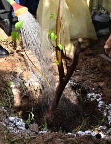 CG: 444 परियोजनाएं स्वीकृत, 1.66 लाख पौधे लगाए जाएंगे